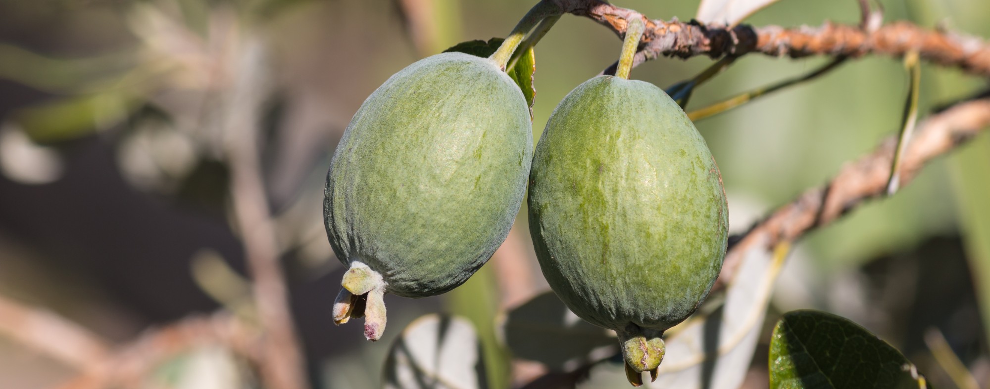 Feijoa